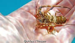My new friend. by Alex Klingen 